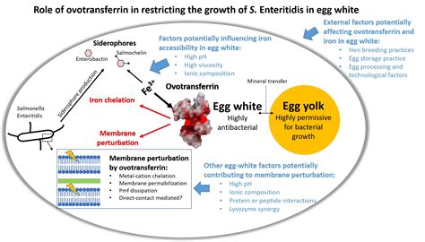 The Role of Ovotransferrin in Egg-White Antimicrobial Activity: A Review