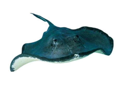 Stingray PNG Image (12) - Photo #2780 - BiNps PNG Website