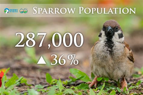 Sparrow - Hong Kong Bird Watching Society