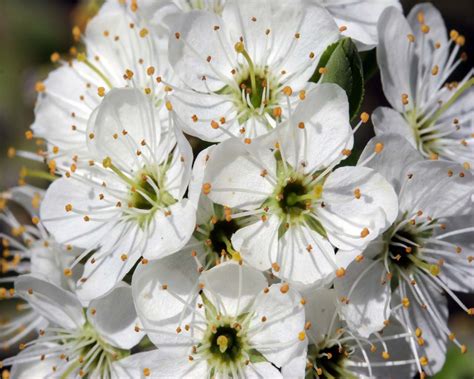 Missouri's State Flower ~ Hawthorn | White cherry blossom, White ...