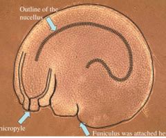 Types of Ovule ( sexual reproduction in plants) Flashcards | Quizlet