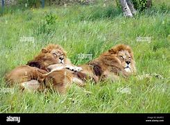 Image result for Lions Hugging People