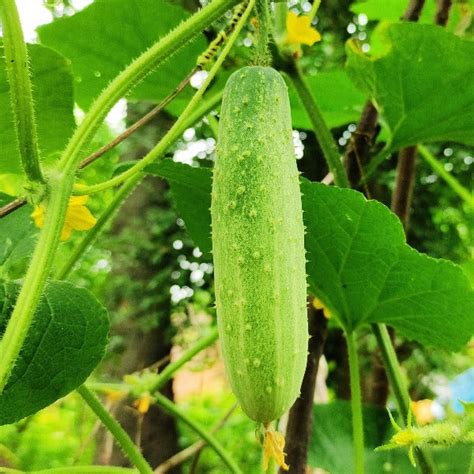 Salad Cucumber Seeds | Minis Lifestyle Hub – Mini's Lifestyle Store