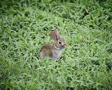 Image result for Funny Bunny Pitures