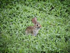 Image result for Baby Bunny Rabbit Coloring Pages