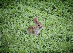 Image result for Real Pink Bunny