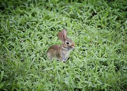 Image result for Injured Wild Baby Rabbit