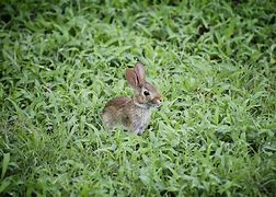 Image result for White Dwarf Bunny