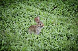 Image result for Bunny Laying Down