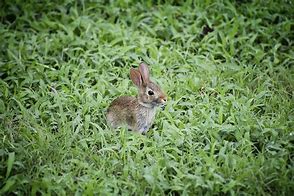 Image result for Black and White Baby Bunny