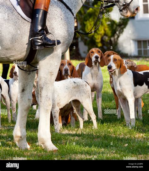 Fox hunting - Fox Hounds and huntsman at a traditional fox hunt Stock ...