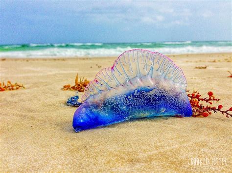 Blue Bottle Jellyfish On Beach
