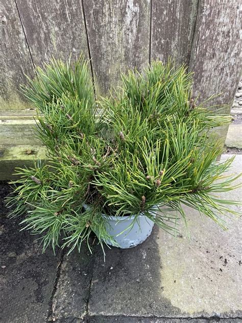 Mountain Pine Pumilio Pinus Mugo Pumilio Compact And Resilient Tree ...