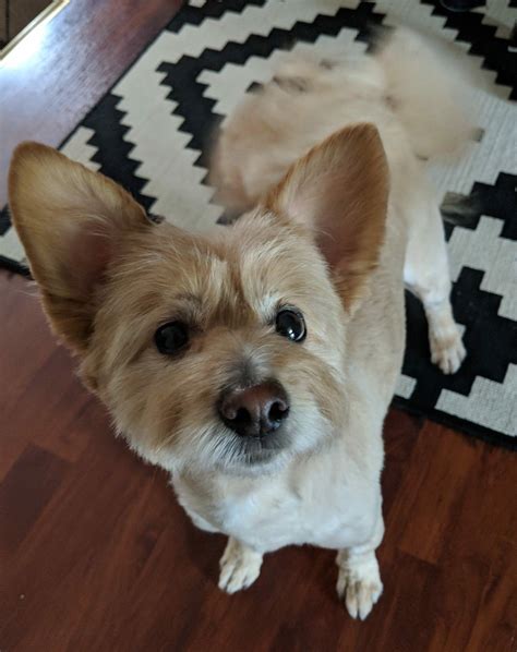 After a bad reaction to a rabies vaccine (104.2 fever, labored breathing, extreme shaking) and a ...