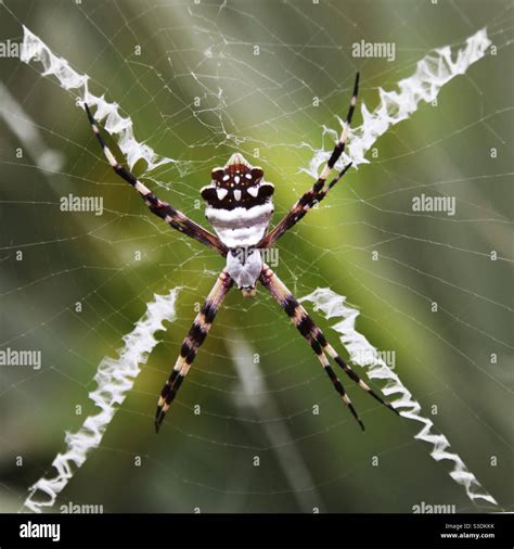 Argiope Spider