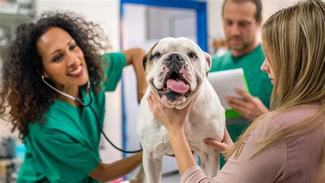 Pascal LE BARS – My Veto – Vétérinaire France