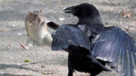 Don’t kill crows and rats, might face prison; here’s the new law by ...