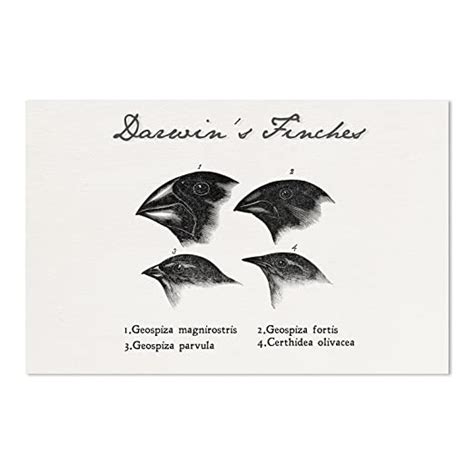 EvolveFISH Darwin's Finches Drawings 11" x 17" Poster : Amazon.in: Home ...