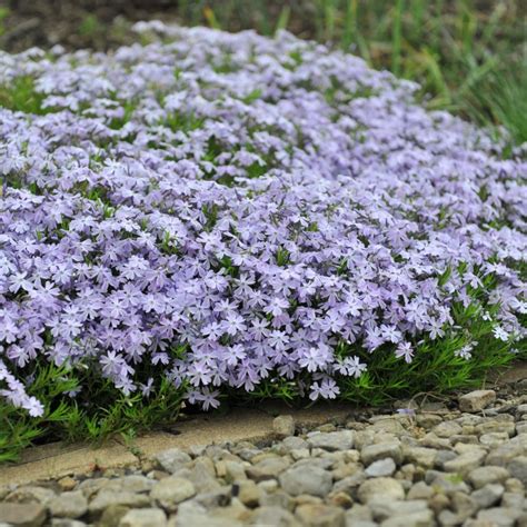 What To Do With Creeping Phlox After It Blooms In The Spring