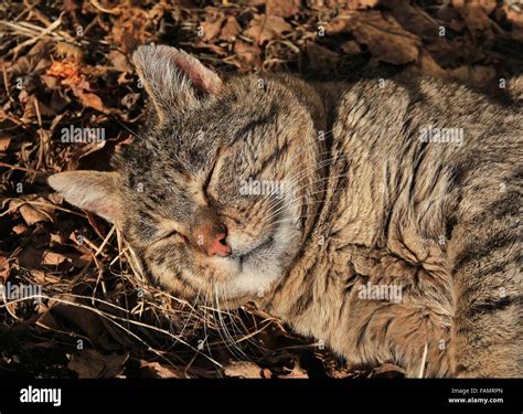 Farmers cat enjoying the sun on the fur Stock Photo - Alamy