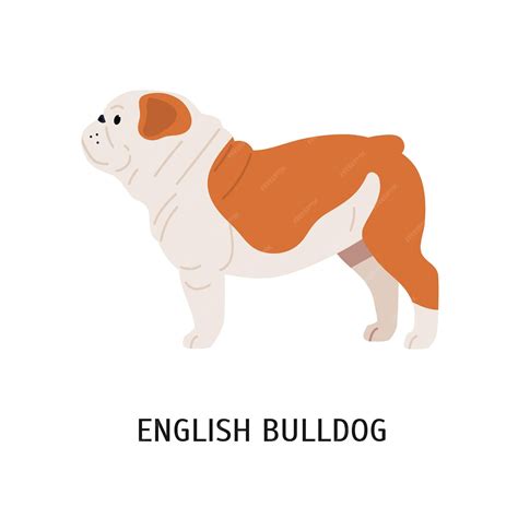 Premium Vector | British or English Bulldog. Cute lovely dog of short ...