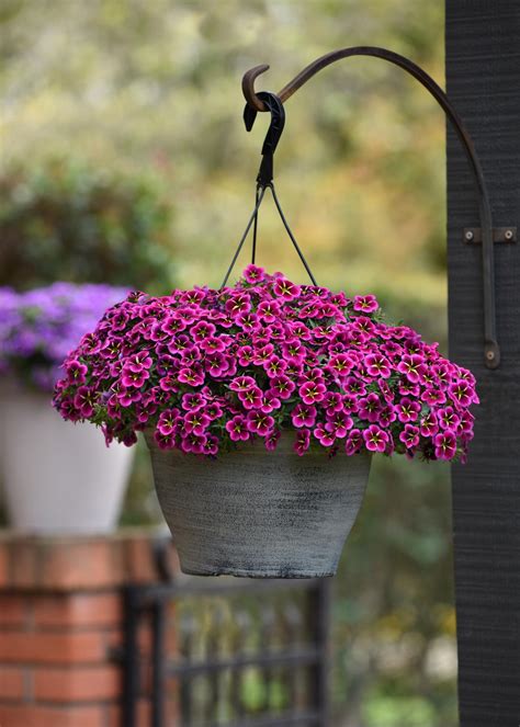 Calibrachoa: How to Plant, Grow and Care for Million Bells Flower | HGTV