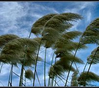Image result for with wind