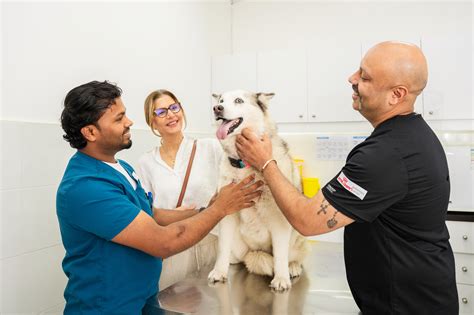 Veterinarians: Meaning, Types, and Specializations