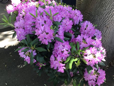 Rhododendron ‘Roseum Elegans’ (pink) 15 litre pot – Kew Gardener