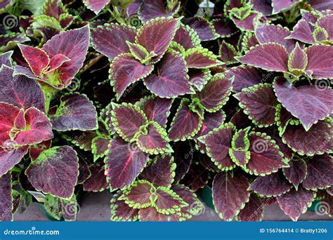 Plants That Have Purple Leaves at Tamara Wilson blog