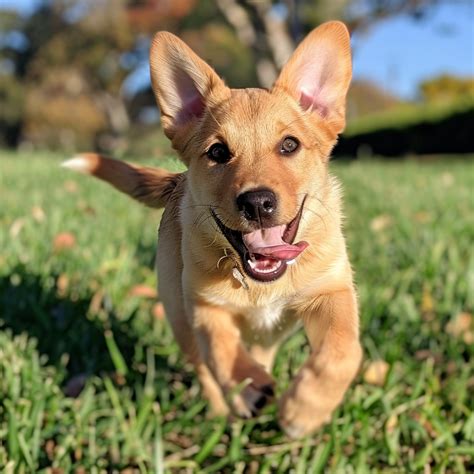 Corgi Mixes - The Cutest Pictures and Info