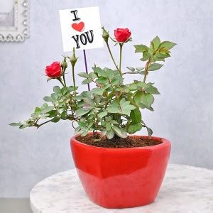 Floweraura Miniature Rose Plant Price in India - Buy Floweraura ...