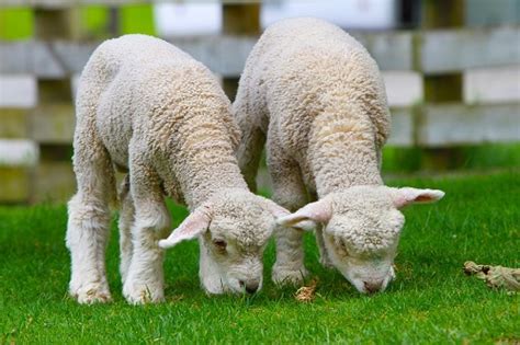 白羊座属羊2021年全年运势详解 -生肖运势-生肖网