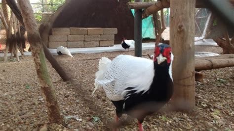 Binkadakatti Zoo, Gadag, KA