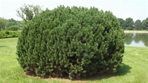 Pinus mugo 'Compacta' - Hill mugo pine, Hill Swiss mountain pine | The ...