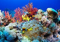 Image result for reef 礁或生物层