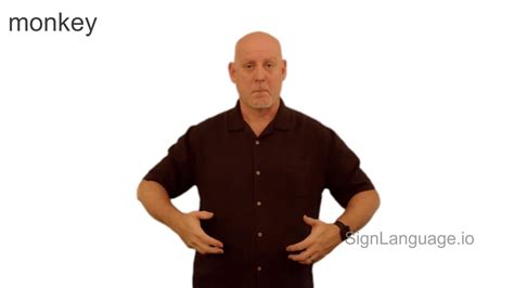 Monkeys Learning Sign Language 的图像结果