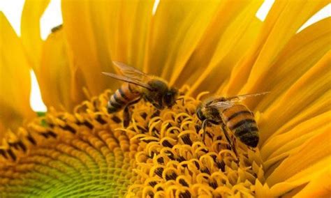The amazing benefits of including bee pollen in your diet