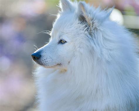 Top 15 Most Beautiful Dog Breeds That Will Blow You Away