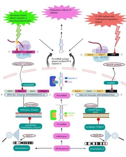 Unleash Multifunctional Role of miRNA Biogenesis Gene Variants (XPO5 ...