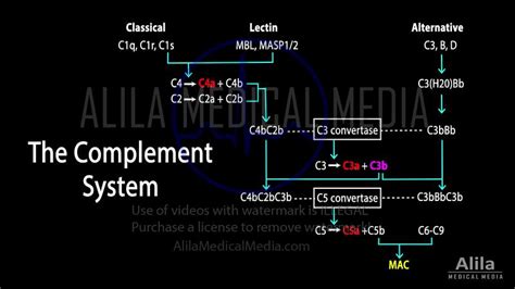 Image result for Complement System Animation