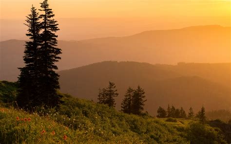 Download wallpaper 1920x1200 trees, grass, fog, sunset widescreen 16:10 ...