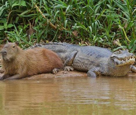 Capybaras sind einfach mal die freundlichsten Tiere EVER - Très Click