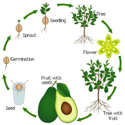 How To Grow An Avocado Tree At Home, The Easy Way