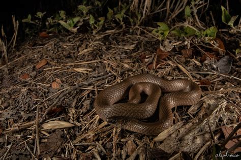 Baby Rough Earth Snake