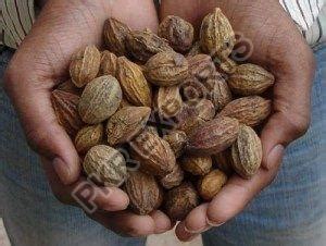 Terminalia Chebula Haritaki Kadukkai