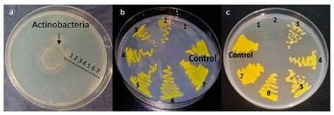 Marine Actinobacteria: Screening for Predation Leads to the Discovery ...