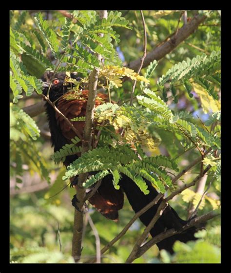 CSIR-NEERI Biodiversity Portal