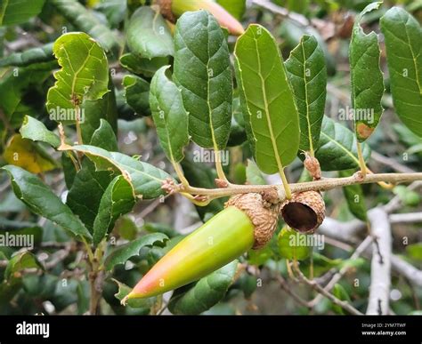 coast live oak (Quercus agrifolia Stock Photo - Alamy