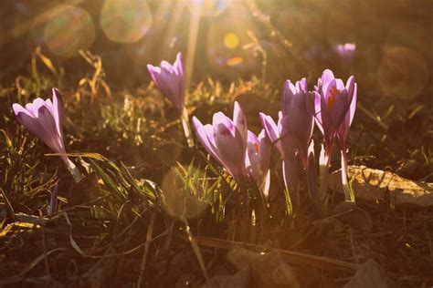 Image result for First Day of Spring